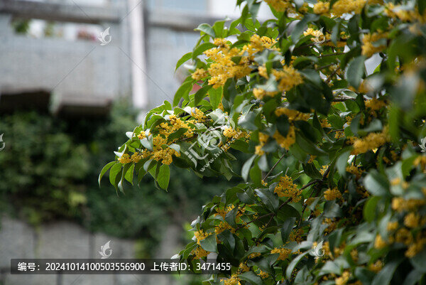 金色桂花樹
