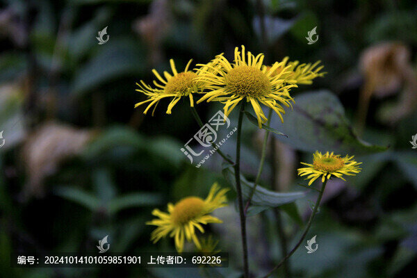 秋天的小雛菊