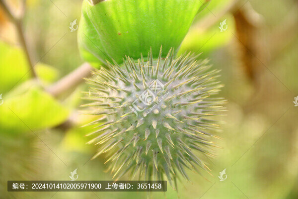 曼陀羅
