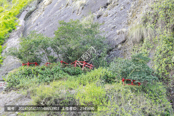 武夷山大紅袍