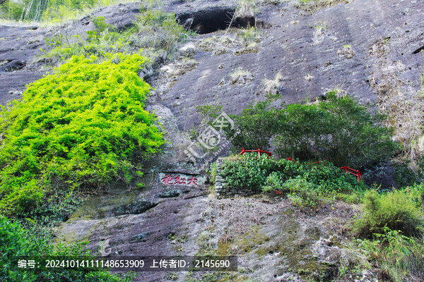 武夷山大紅袍