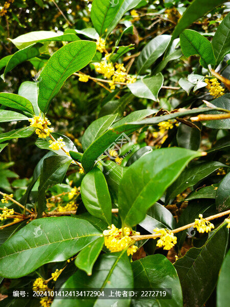 桂花樹葉