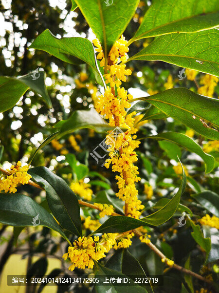 桂花樹(shù)葉