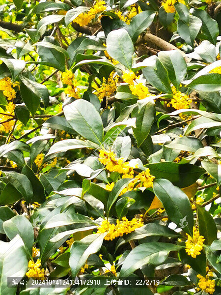 桂花樹葉