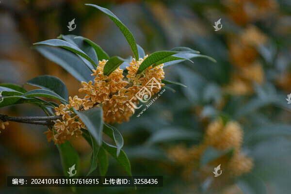 盛開的桂花特寫