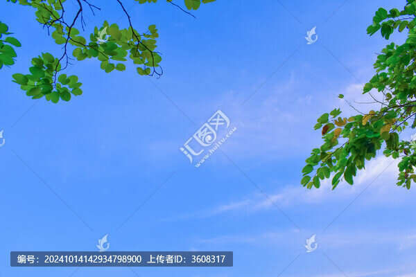 樹(shù)葉襯托下藍(lán)天中的月亮