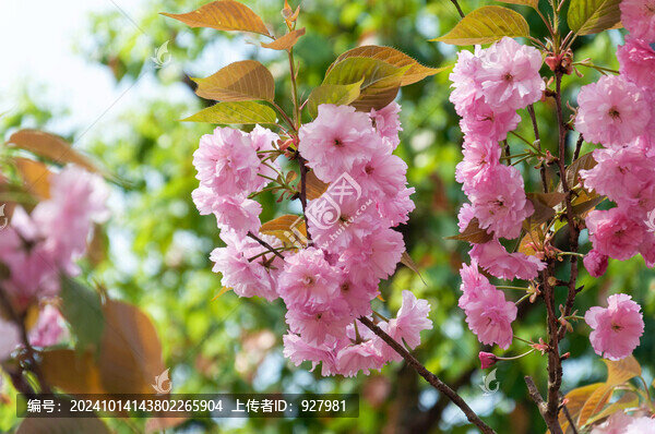 春天開(kāi)放的粉紅色櫻花