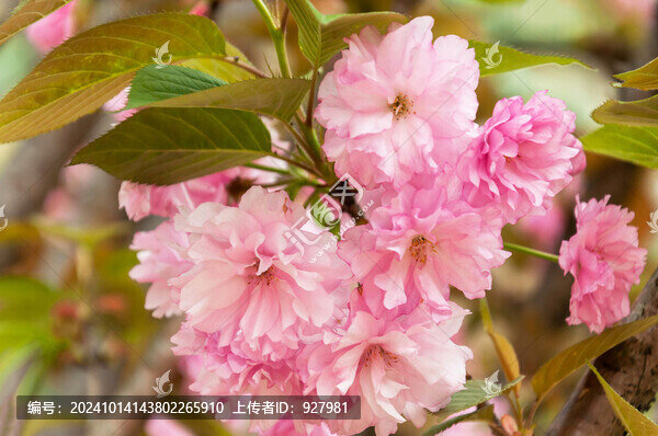 春天開(kāi)放的粉紅色櫻花