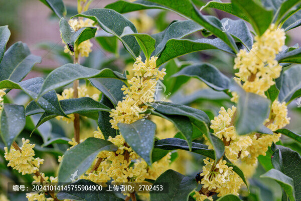 桂花盛開