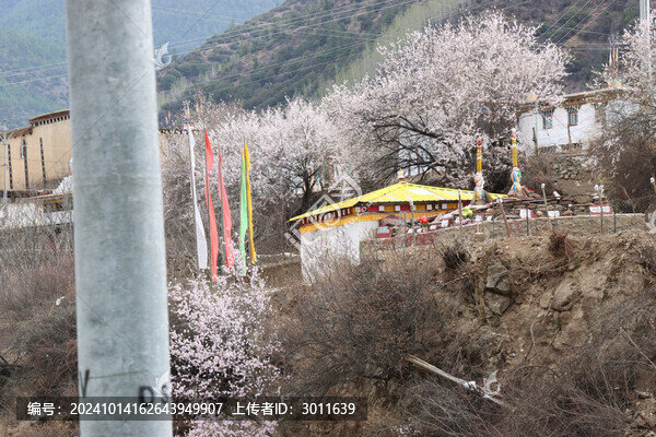 西藏桃花