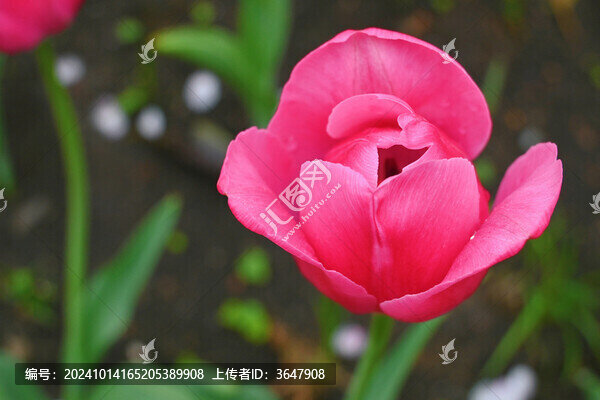 郁金香