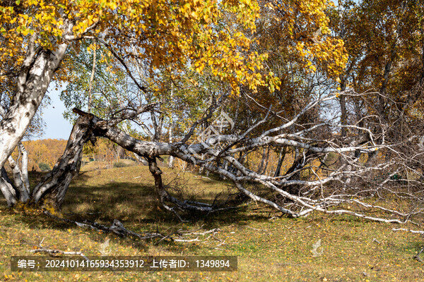 白樺林