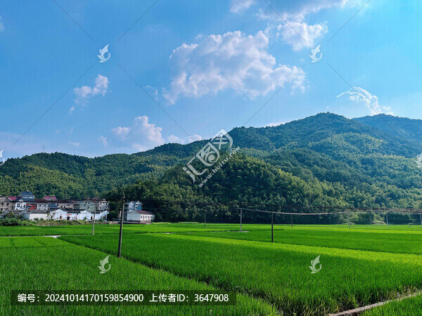 稻田