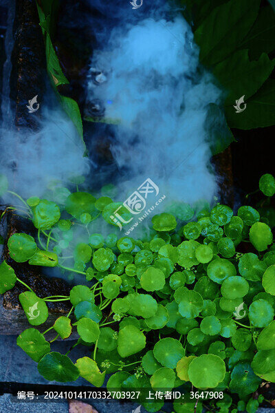 銅錢草