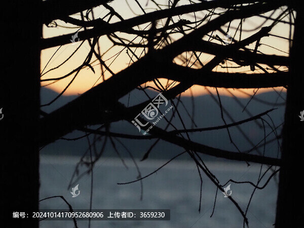 樹(shù)枝剪影