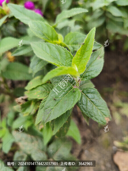 薄荷