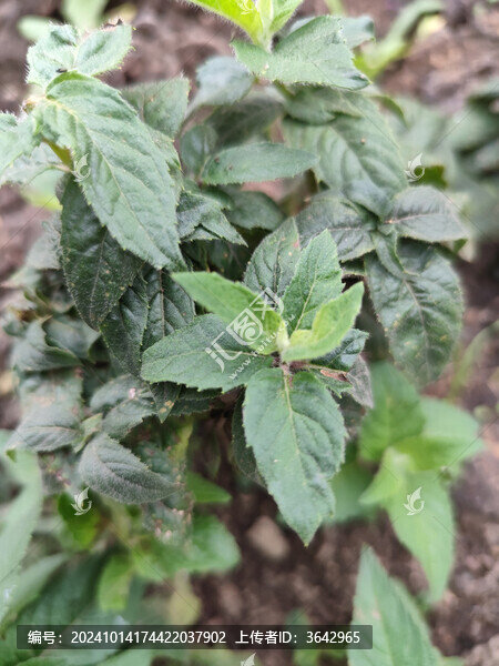 薄荷