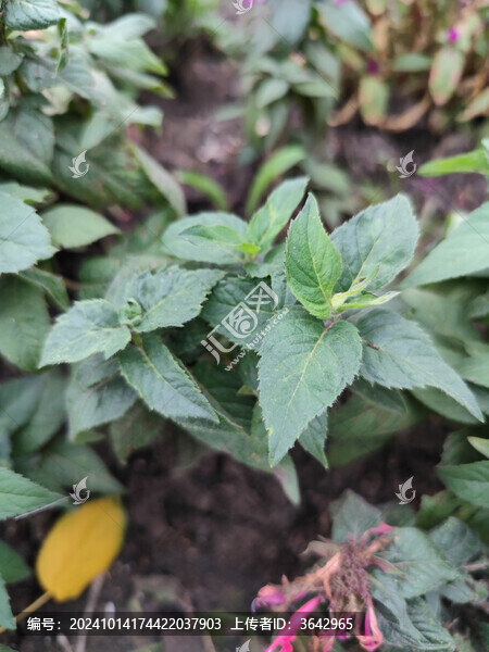 薄荷