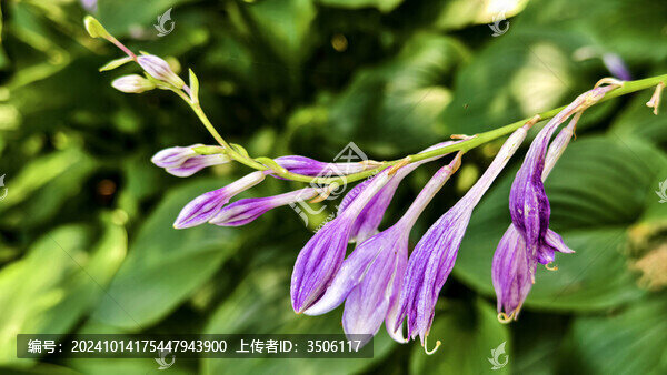 紫玉簪花