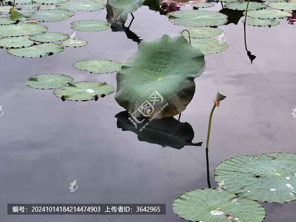 荷葉荷花