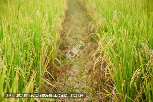 稻田