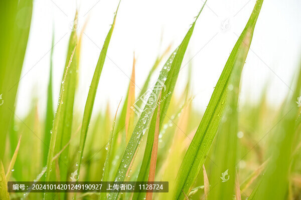 水稻特寫(xiě)