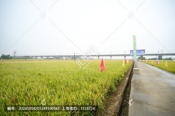 水稻