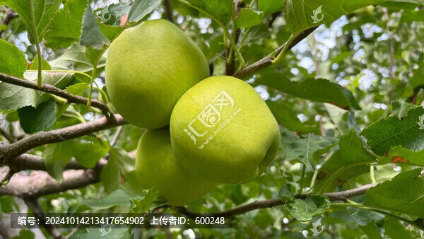青蘋(píng)果