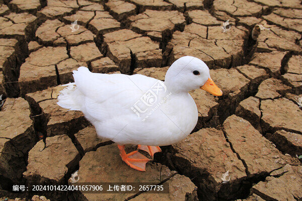 在干裂土地上的柯爾鴨