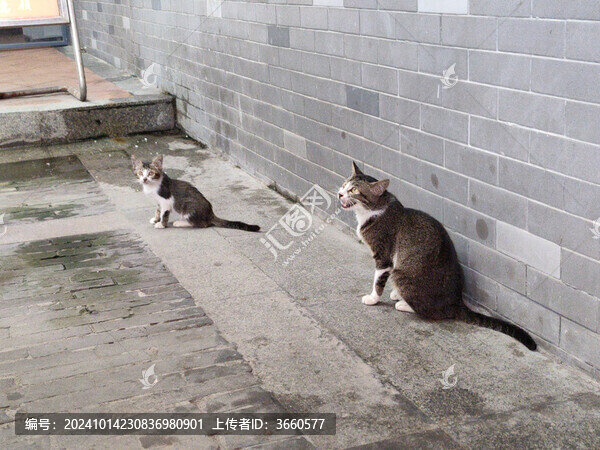 小貓