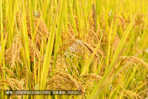 金色的水稻田稻穗