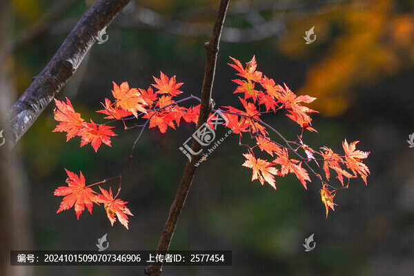本溪關(guān)門山紅葉