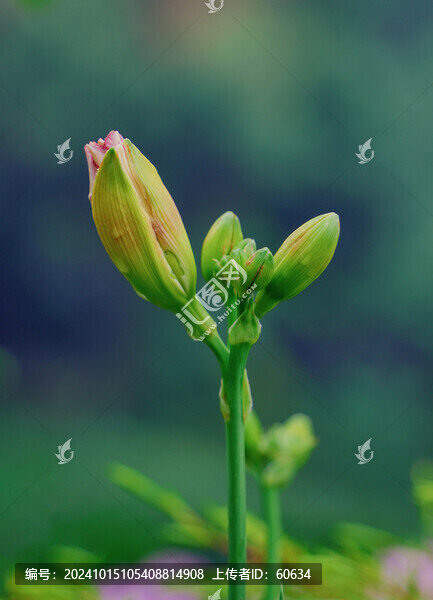 萱草花
