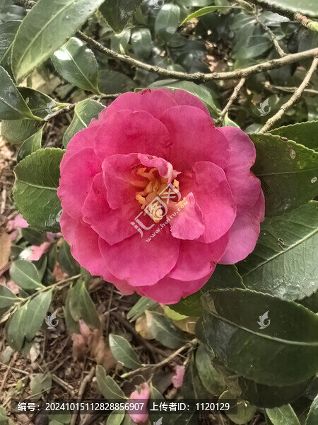 茶梅