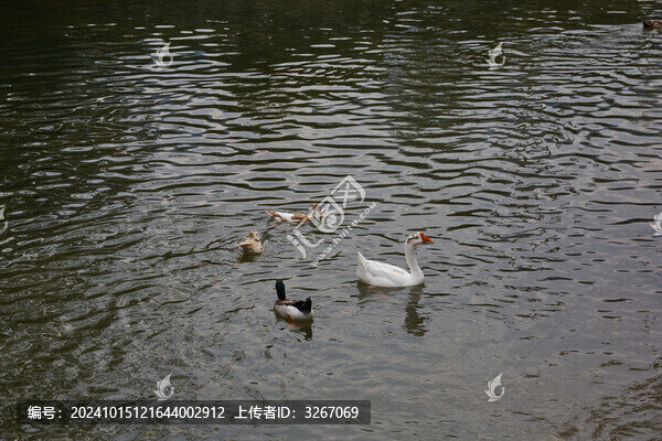 安徽省蕪湖市南陵縣煙墩鎮(zhèn)鴨子