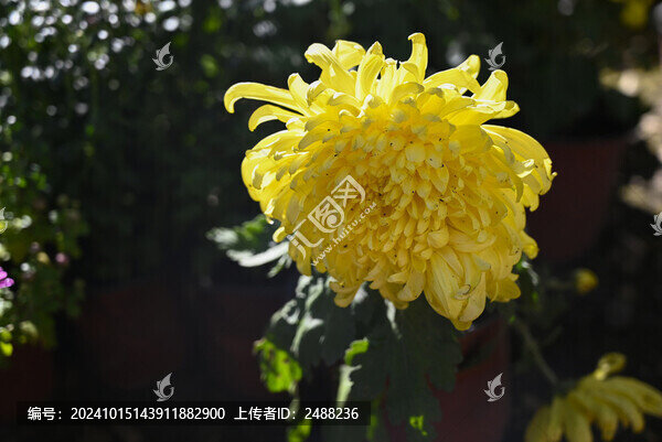 菊花