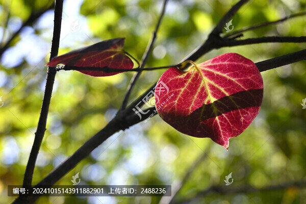 紅葉