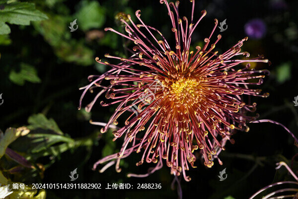 菊花