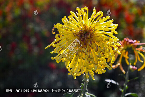 菊花