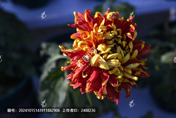 菊花