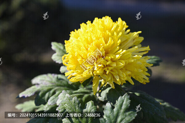 菊花