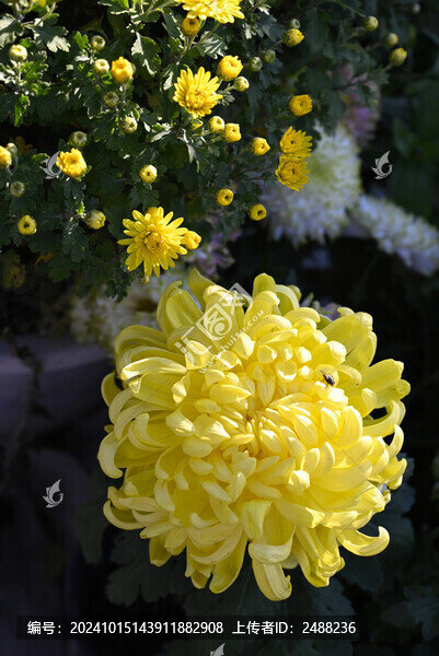 菊花