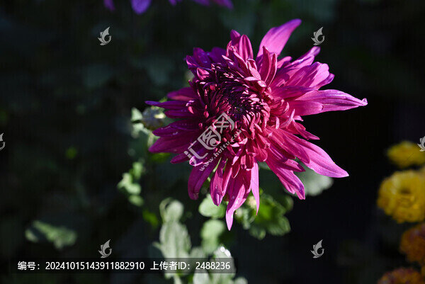 菊花