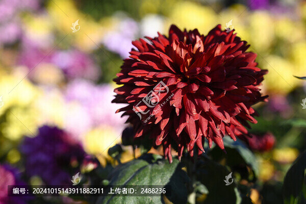 紅菊花