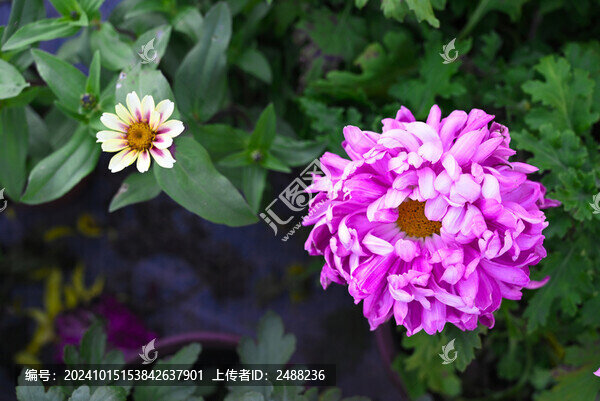 菊花