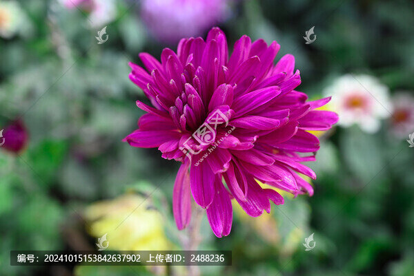 菊花