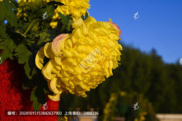 菊花