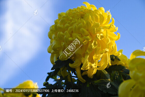 菊花