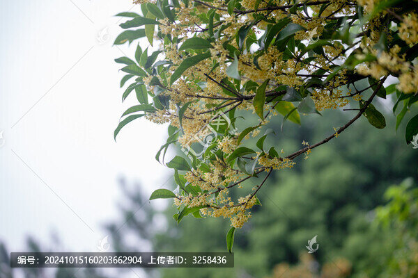 唯美桂花盛開