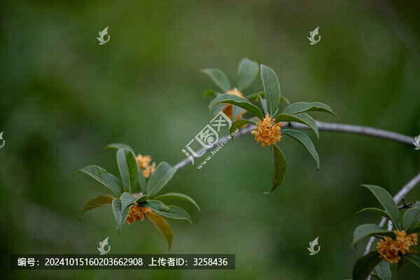 唯美桂花背景素材